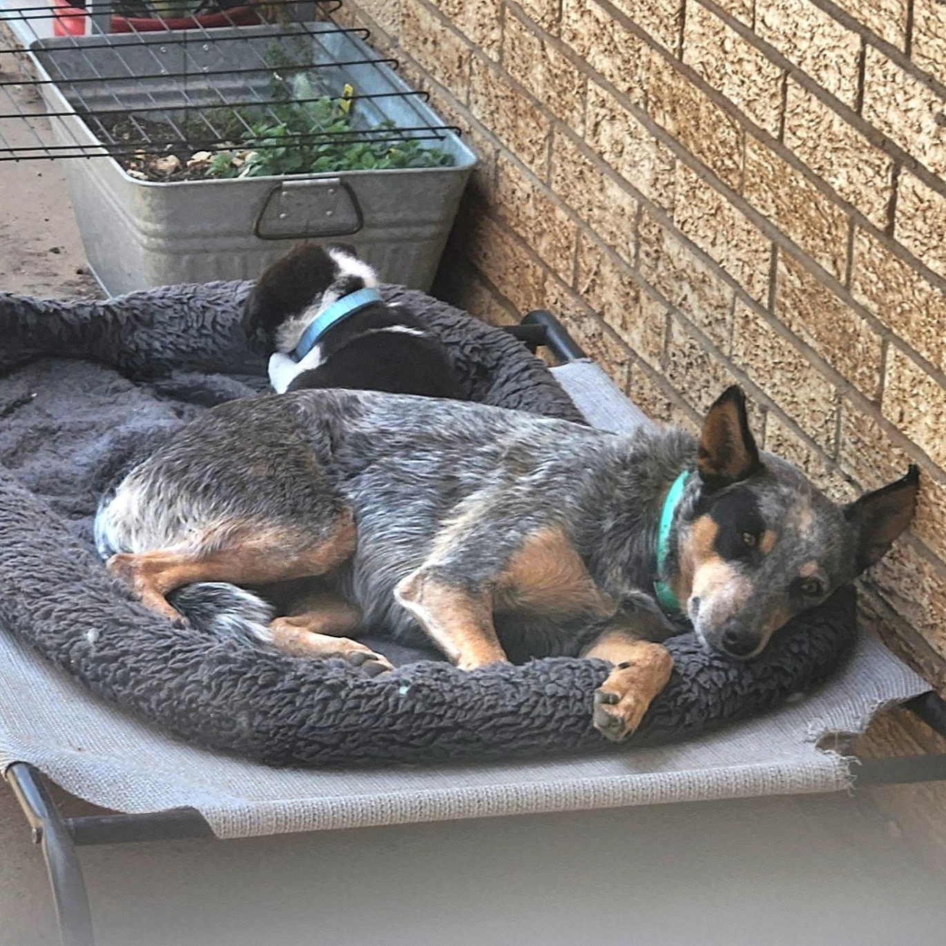 Enlarge Dugan, a ADOPTABLE mixed breed in Marfa, TX image 5/6