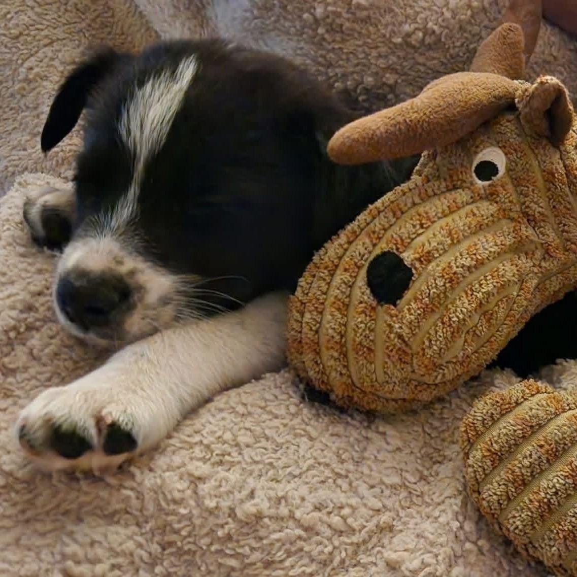 Enlarge Dugan, a ADOPTABLE mixed breed in Marfa, TX image 3/6