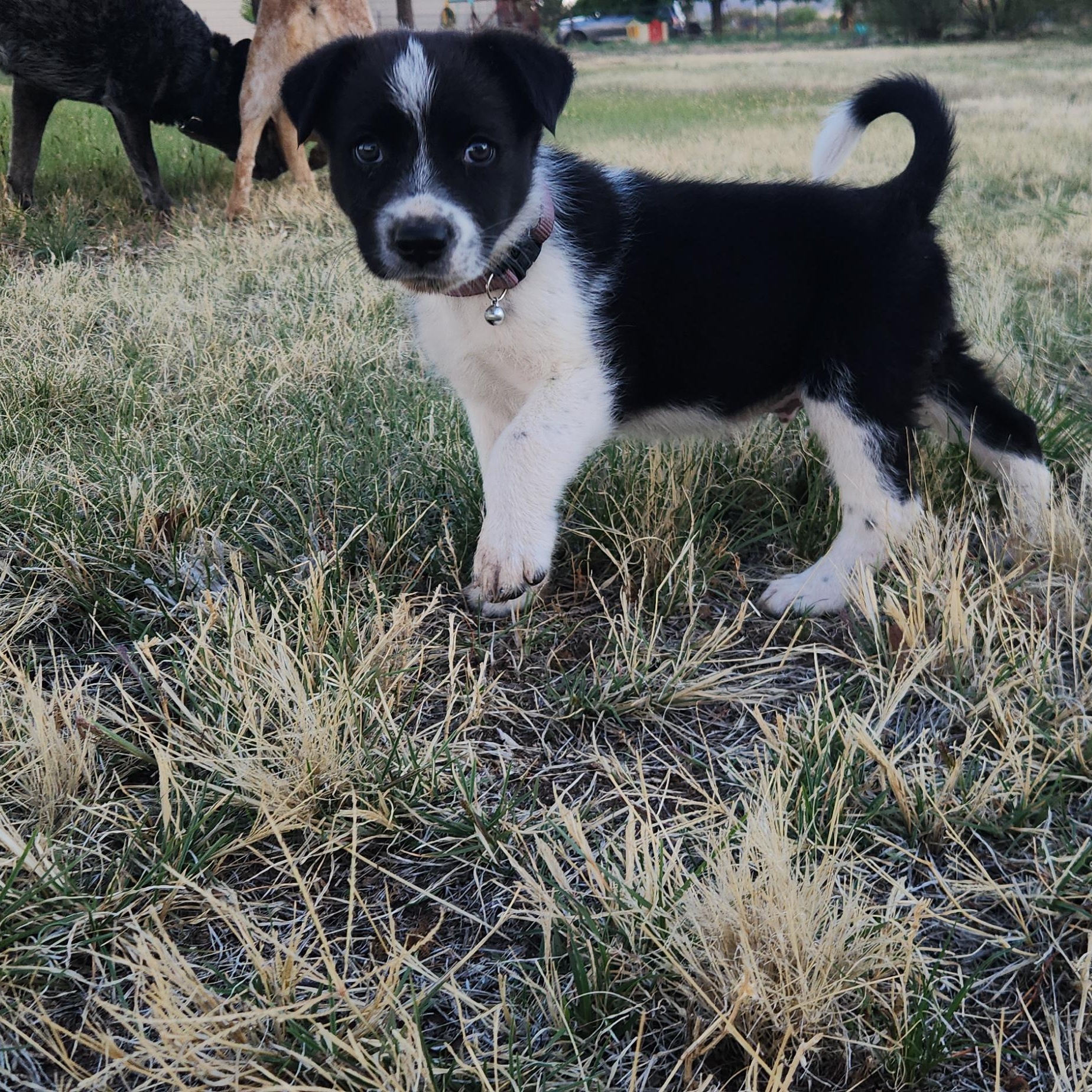 Enlarge Dugan, a ADOPTABLE mixed breed in Marfa, TX image 6/6
