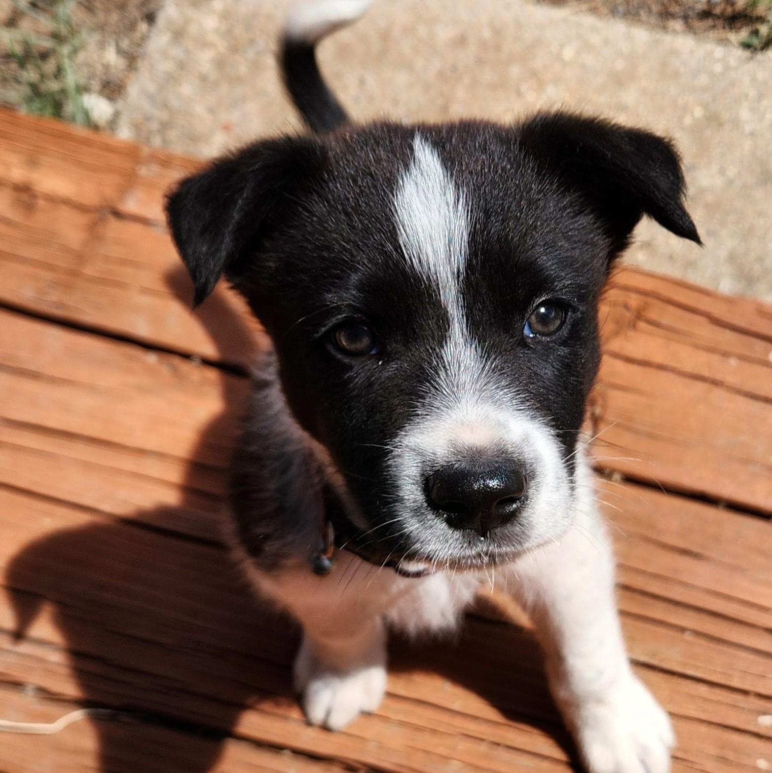 Dugan, ADOPTABLE, Puppy Male Border Collie.