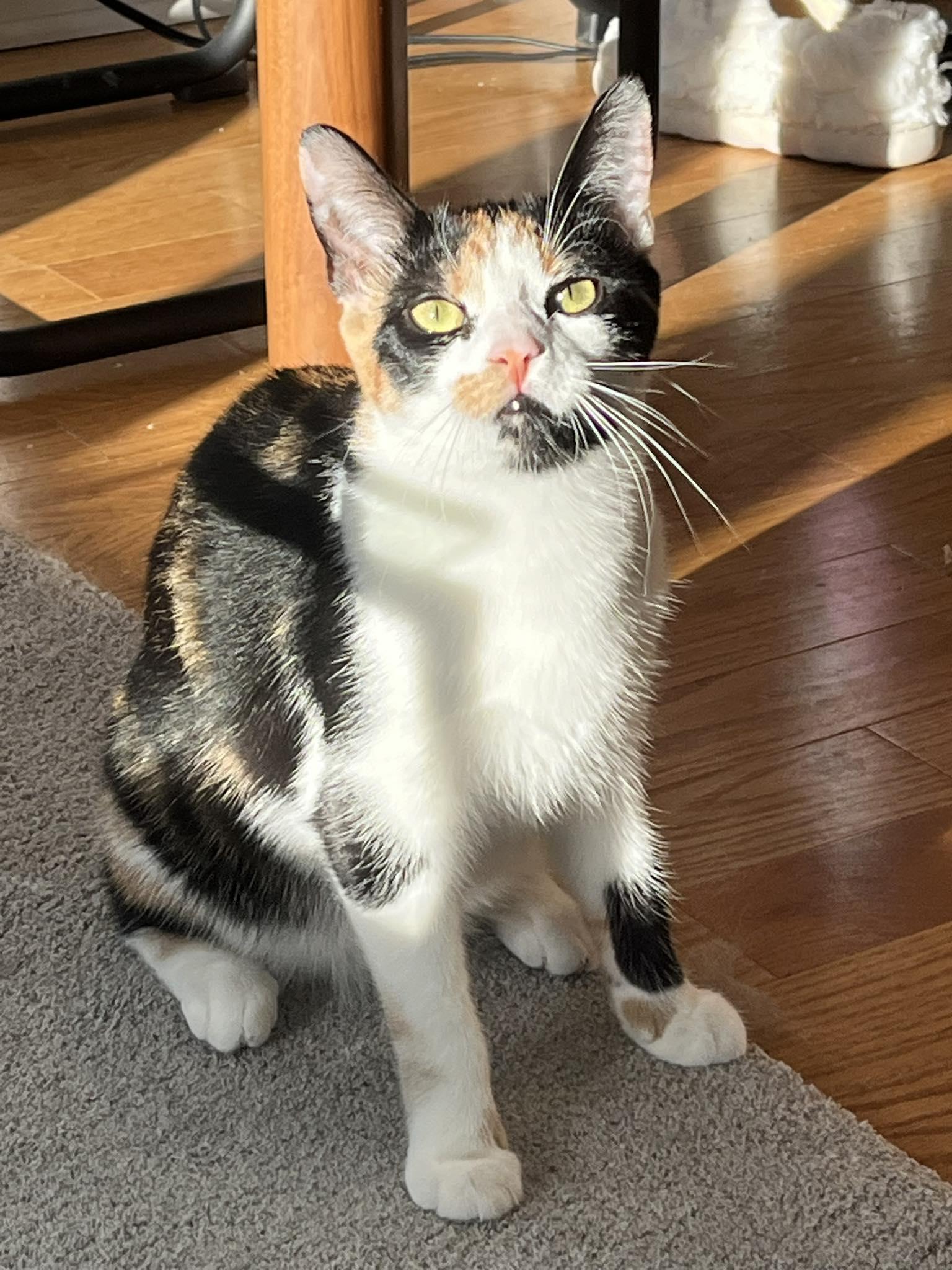 Patches, Adoptable, Young Female Calico.
