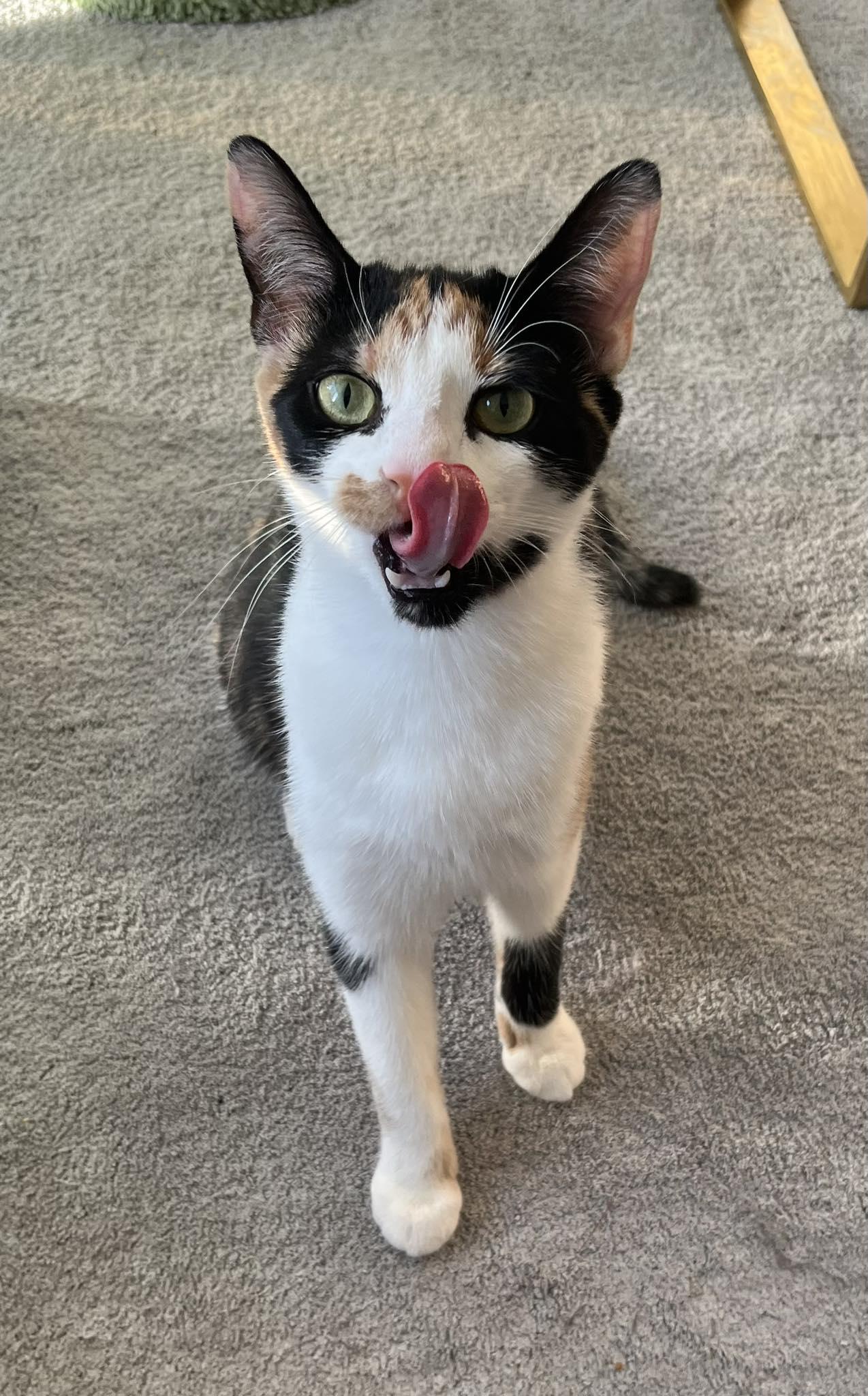 Enlarge Patches, a Adoptable Calico in Orleans, ON image 2/3