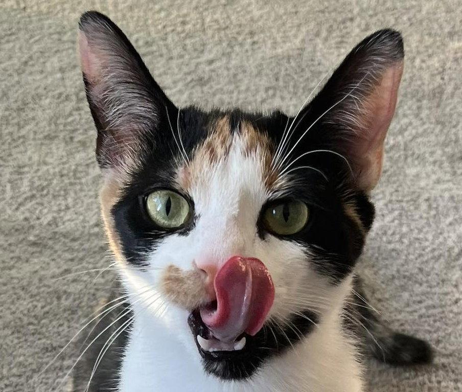 Enlarge Patches, a Adoptable Calico in Orleans, ON image 3/3