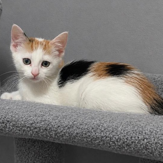 Pixie, ADOPTABLE, Kitten Female Calico & Domestic Short Hair.