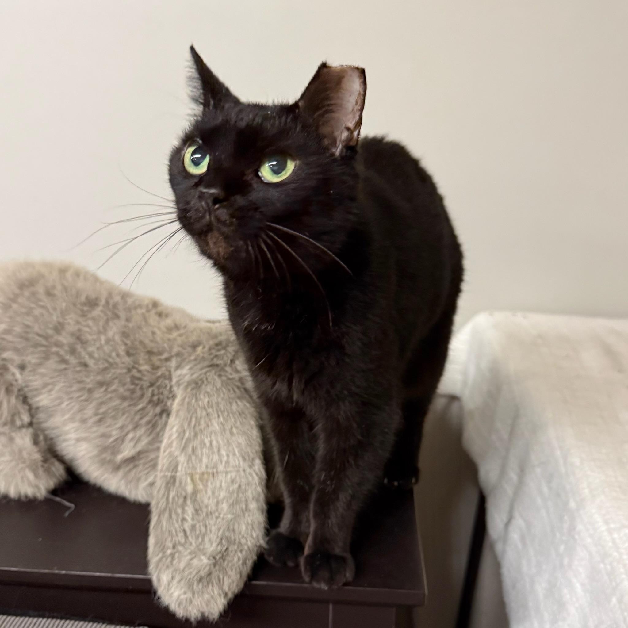 Enlarge Ebby, a Adoptable Domestic Short Hair in Canton, OH image 2/3