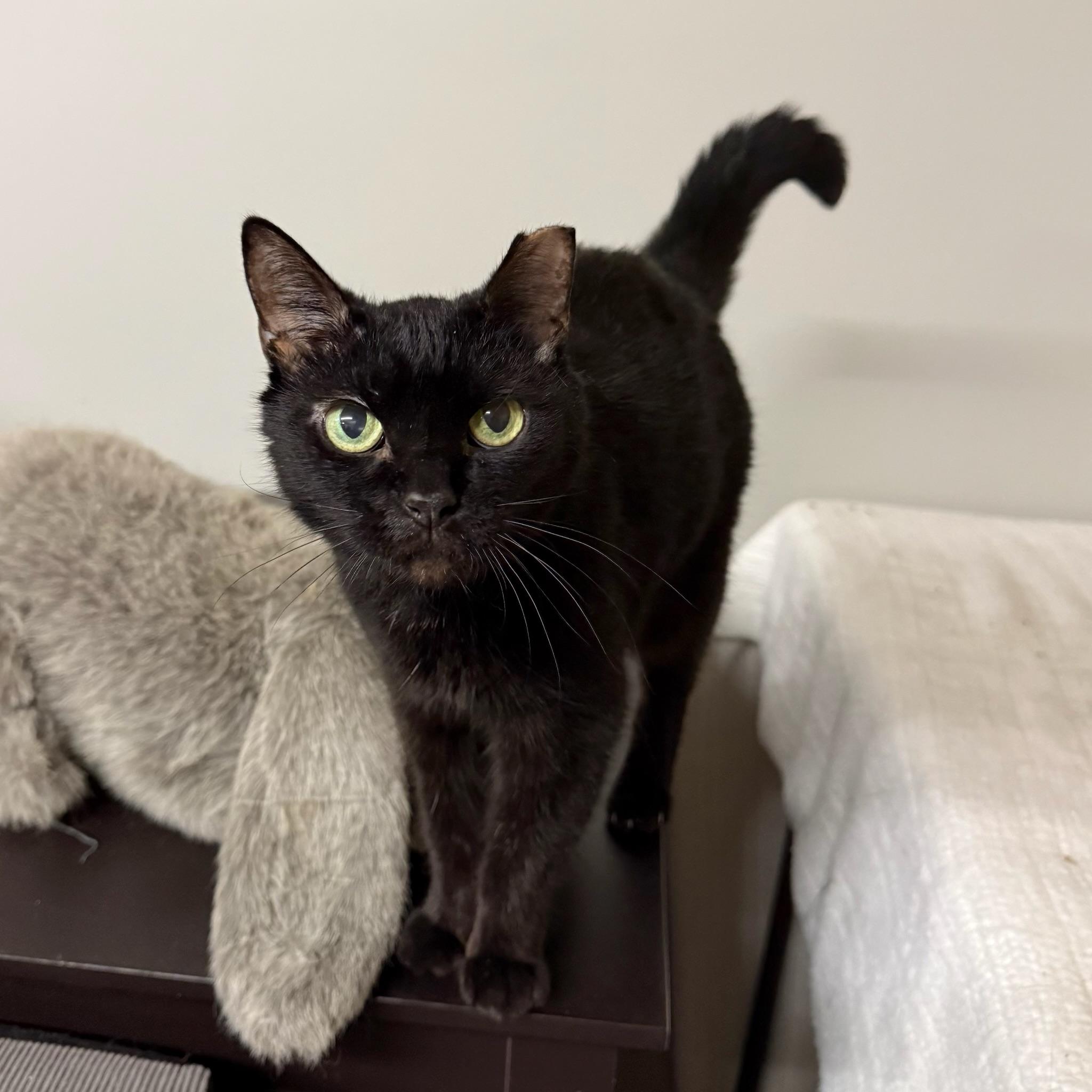 Enlarge Ebby, a Adoptable Domestic Short Hair in Canton, OH image 1/3