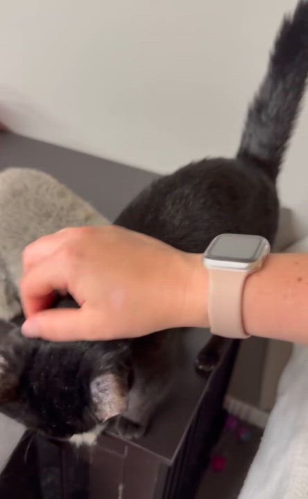 Enlarge Ebby, a Adoptable Domestic Short Hair in Canton, OH video 3/3