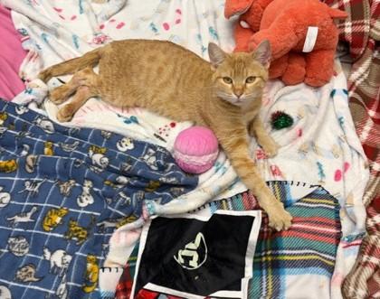 Guera (Special Needs)