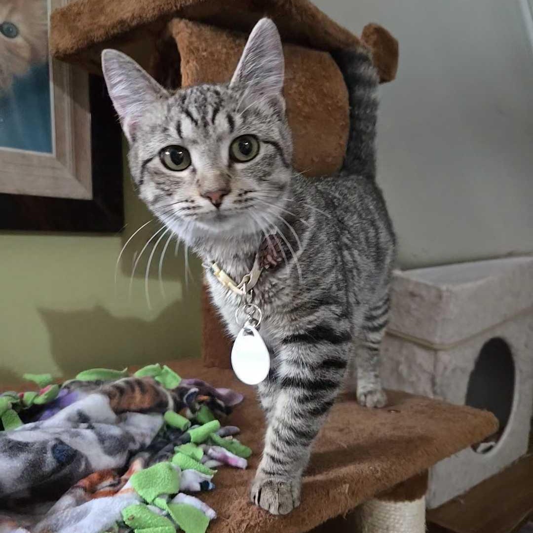 Shrimp, Adoptable, Kitten Female Domestic Short Hair.