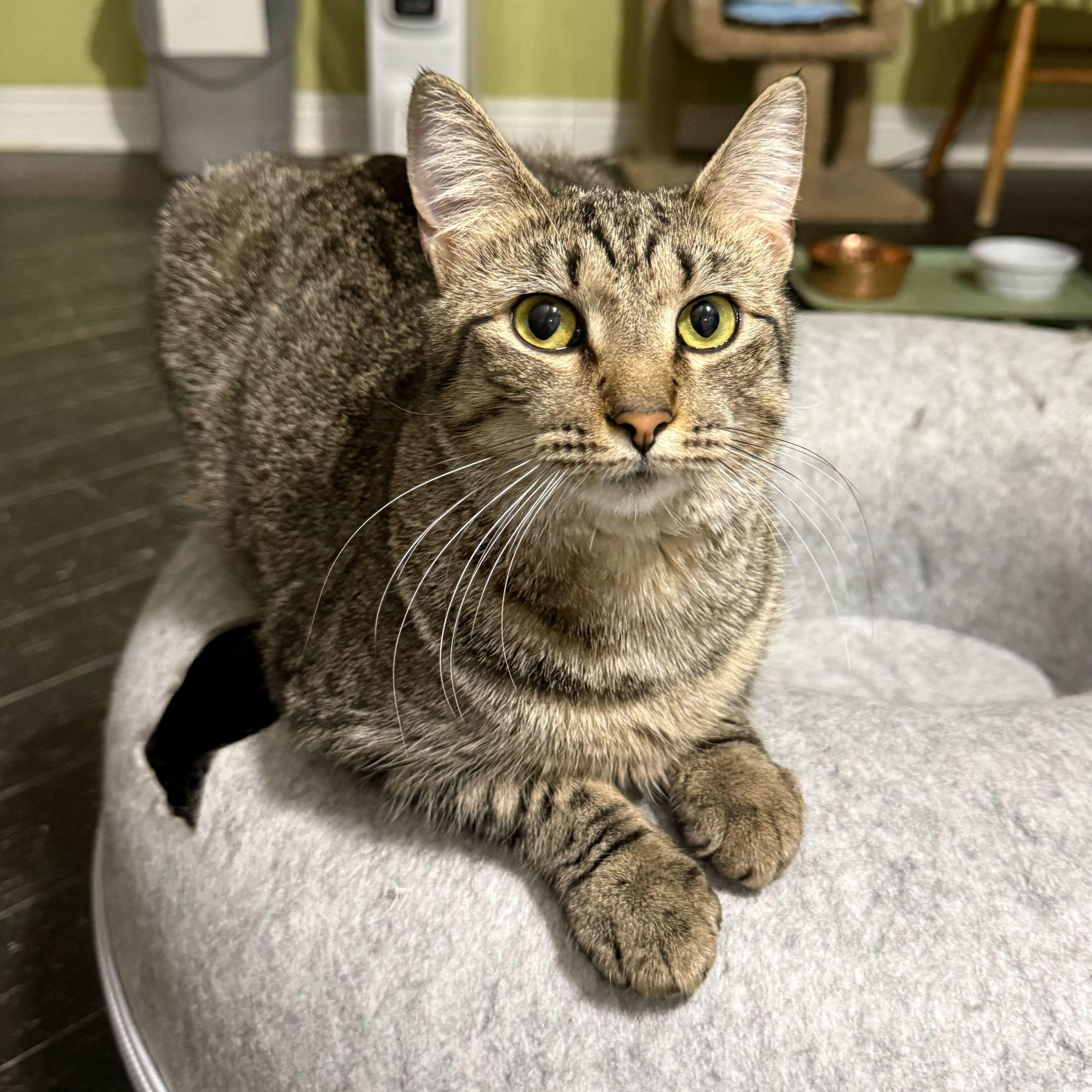 Shrimp, Adoptable, Kitten Female Domestic Short Hair.