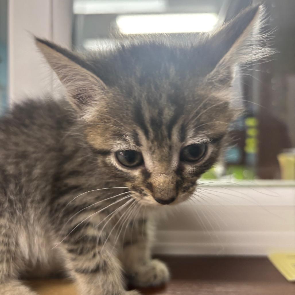 Enlarge Delilah, a Adoptable Domestic Short Hair in Franklin, NC image 1/1