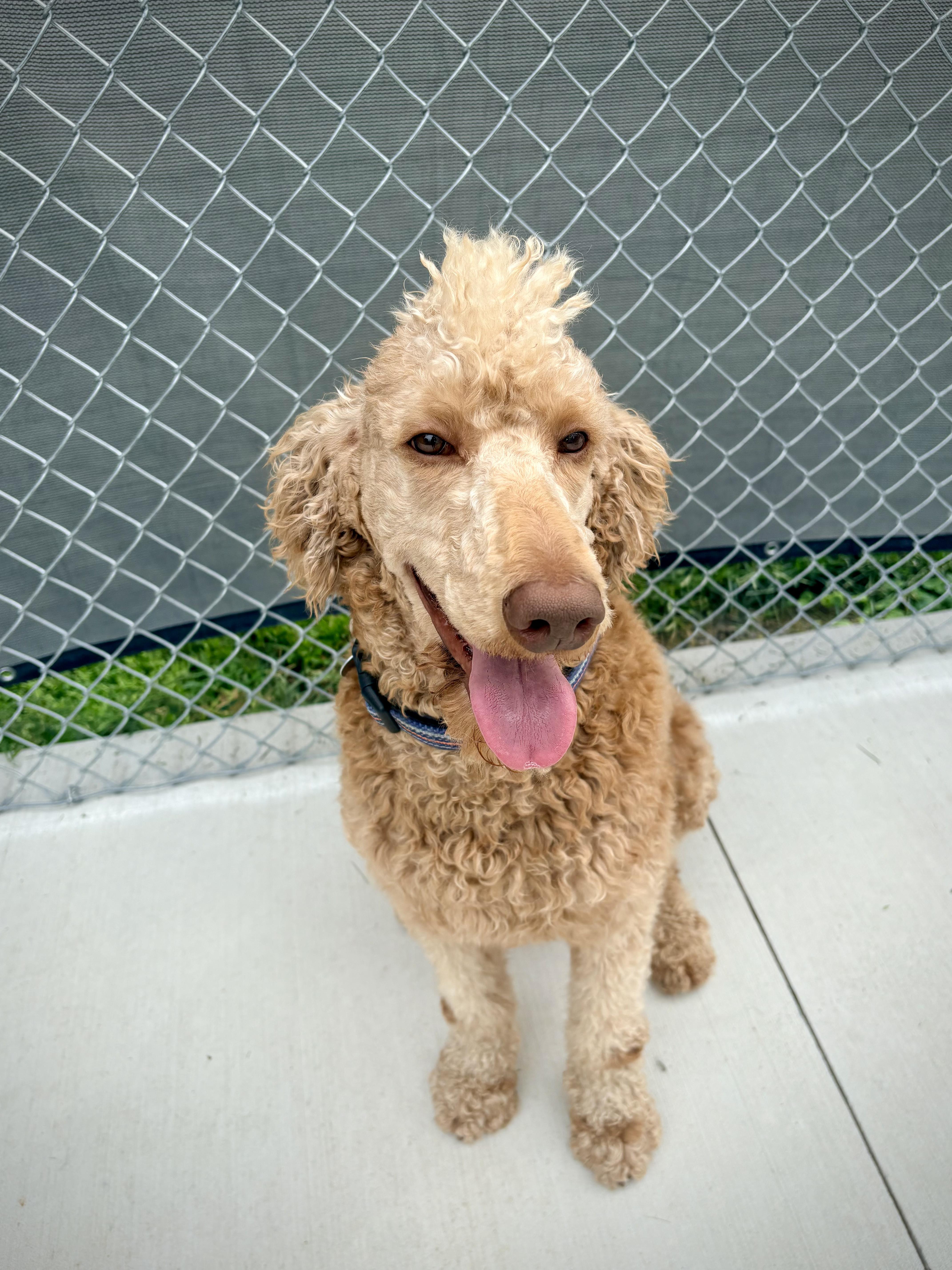 Enlarge Luther, a Adoptable mixed breed in Kalamazoo, MI image 4/6