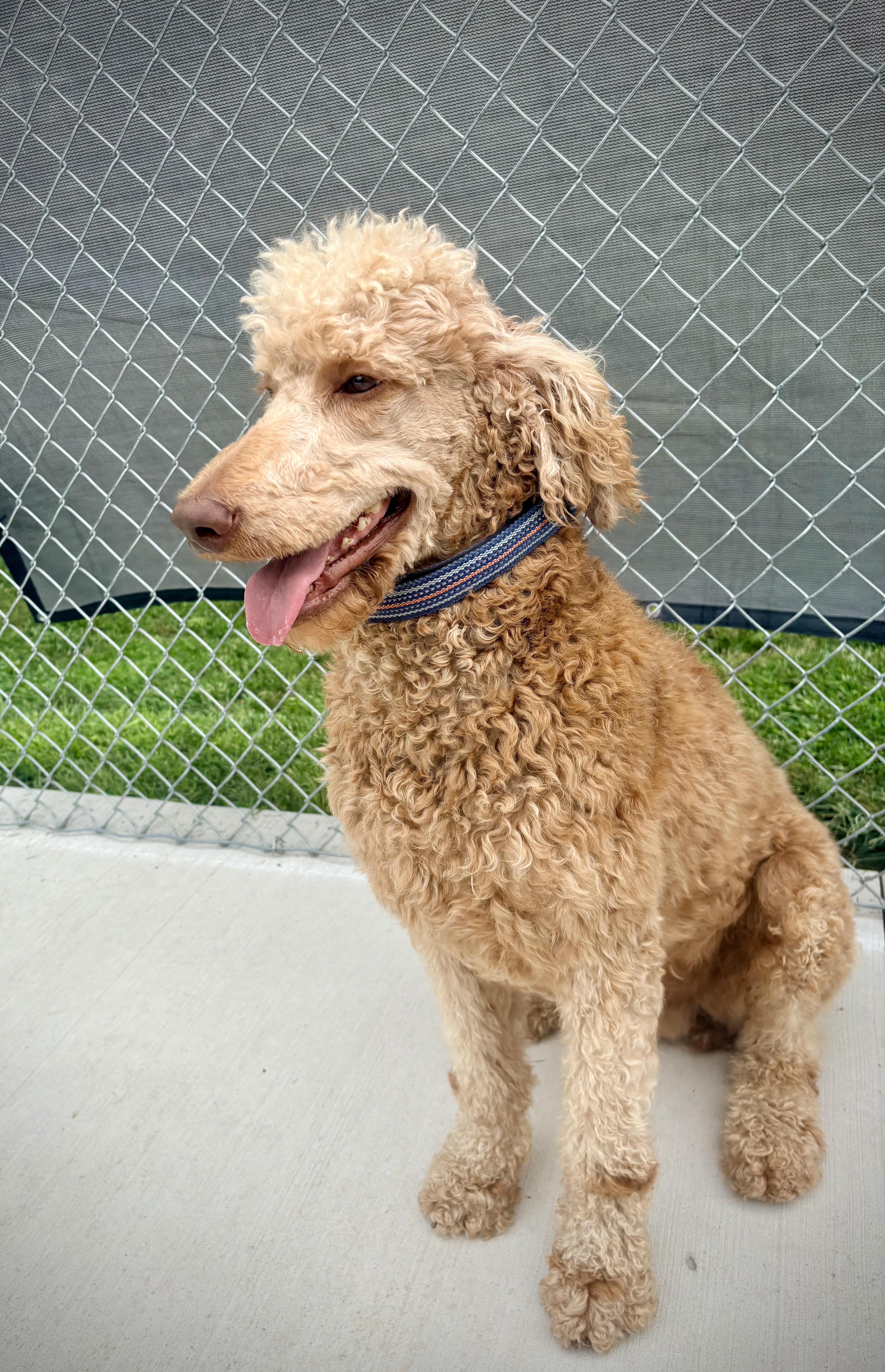 Enlarge Luther, a Adoptable mixed breed in Kalamazoo, MI image 3/6