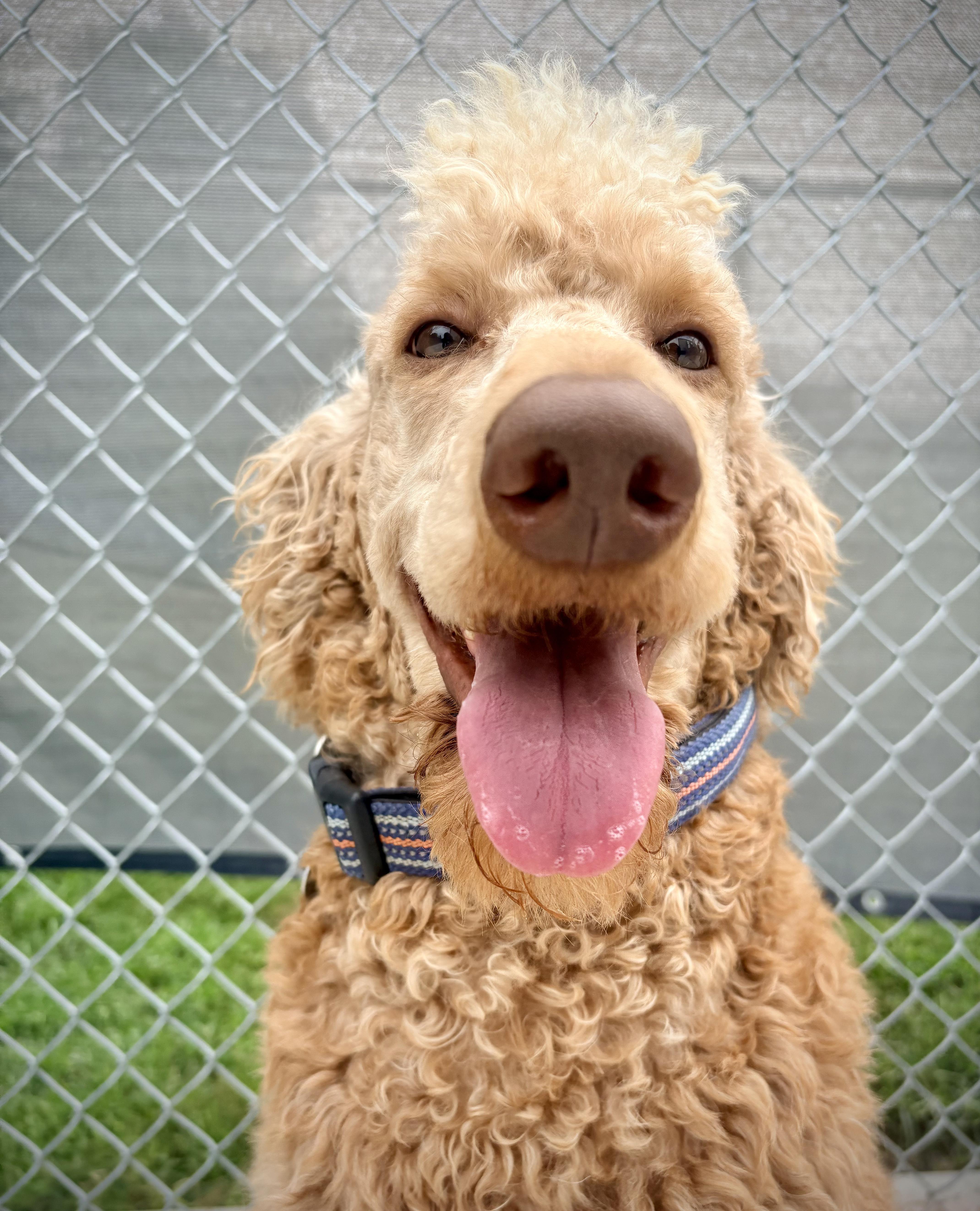 Luther, Adoptable, Adult Male Standard Poodle.