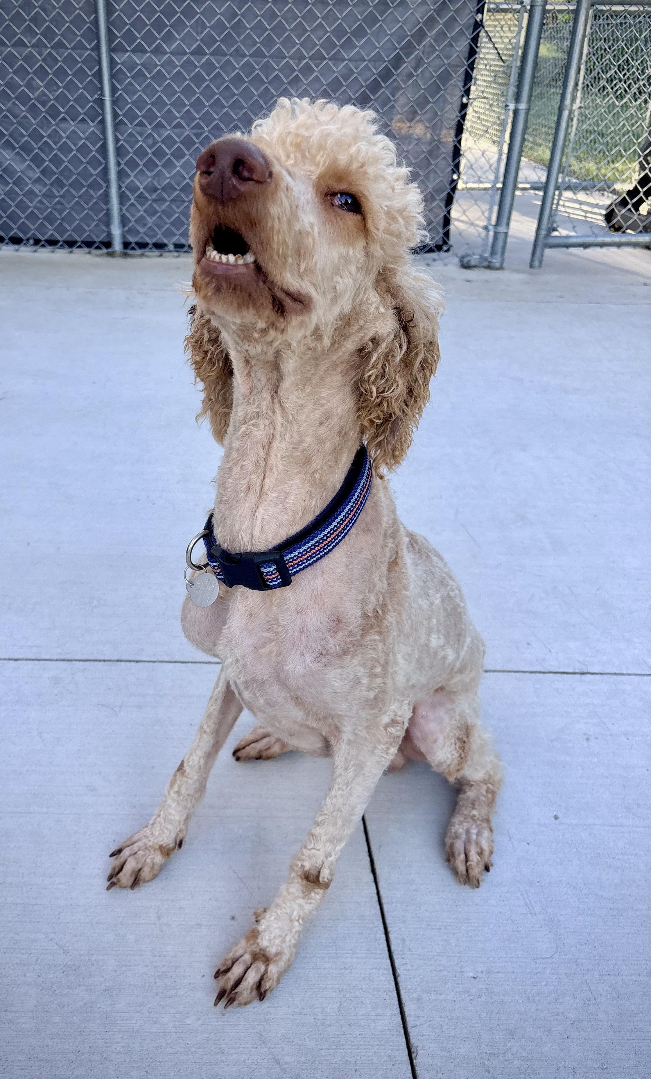 Luther, a ADOPTABLE mixed breed in Kalamazoo, MI image 3/6