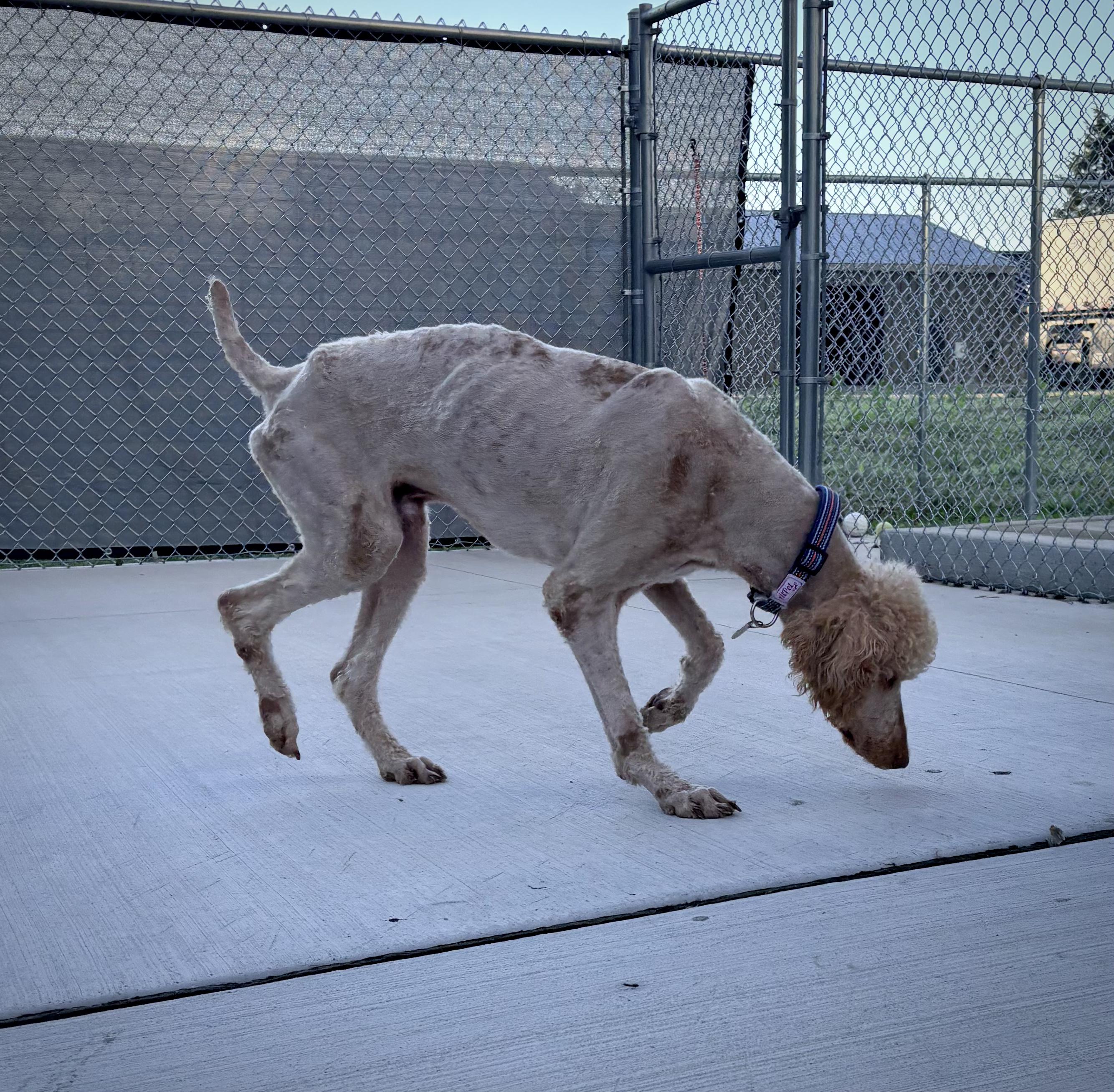 Luther, a ADOPTABLE mixed breed in Kalamazoo, MI image 4/6