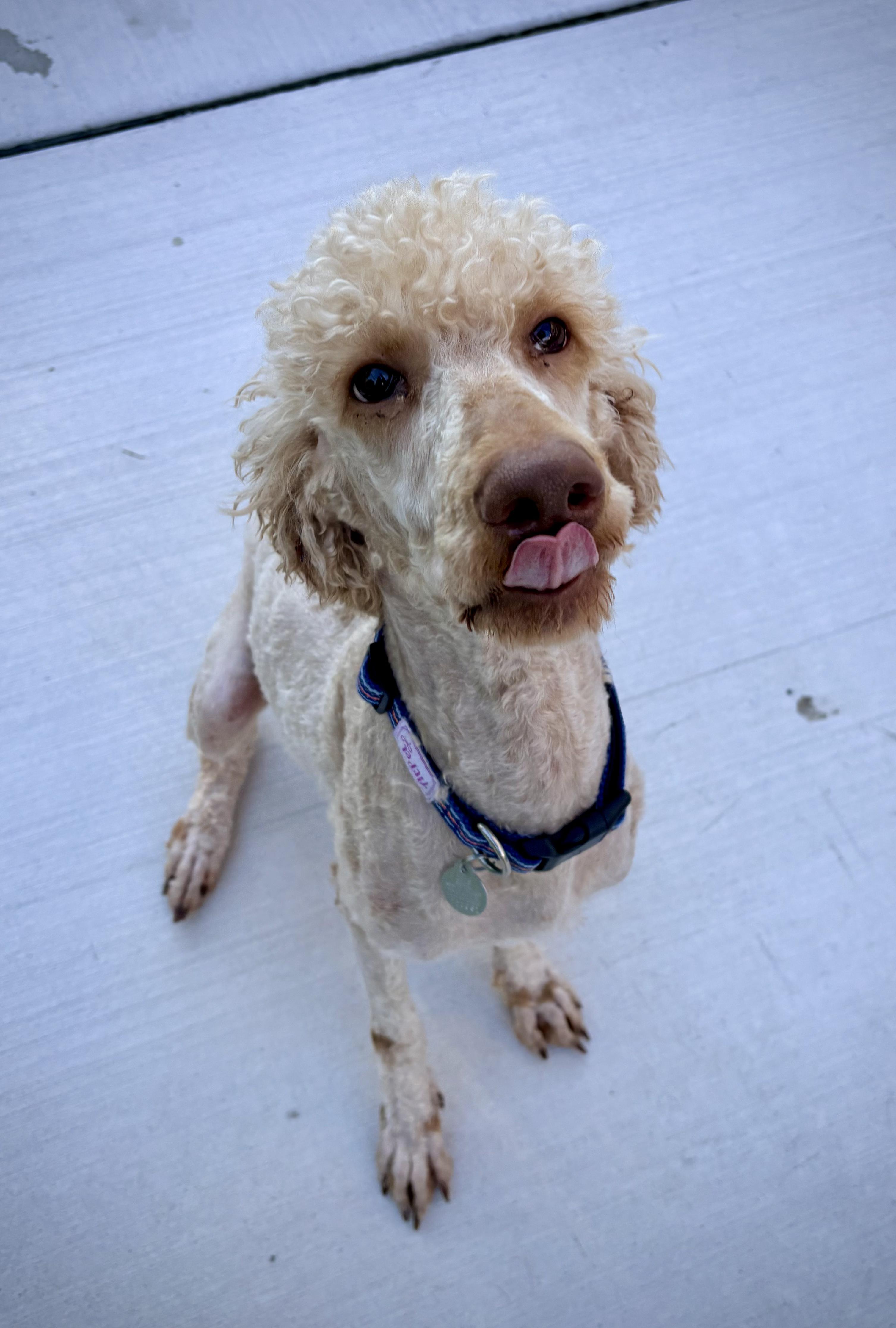 Luther, a ADOPTABLE mixed breed in Kalamazoo, MI image 6/6