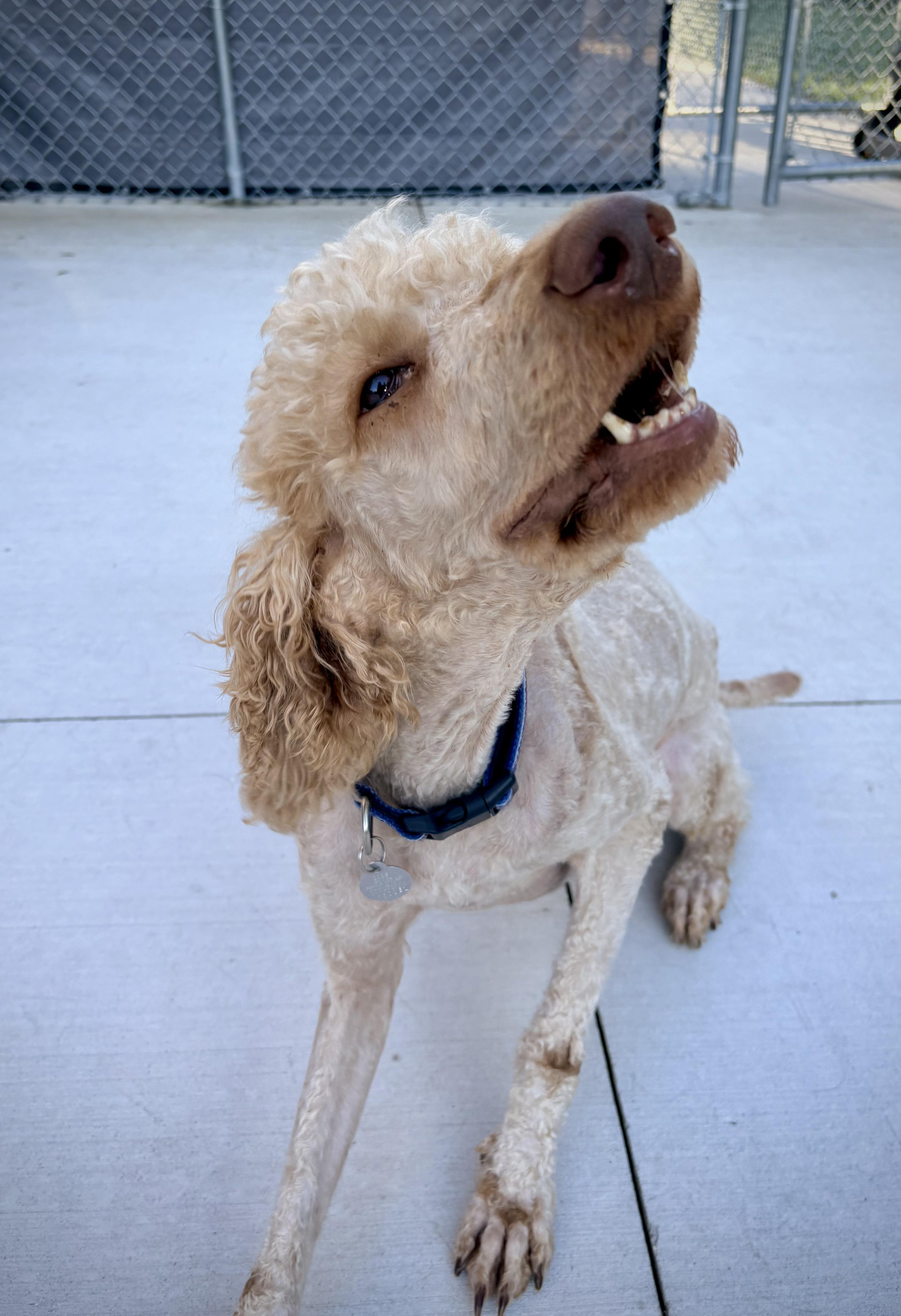 Luther, a ADOPTABLE mixed breed in Kalamazoo, MI image 2/6