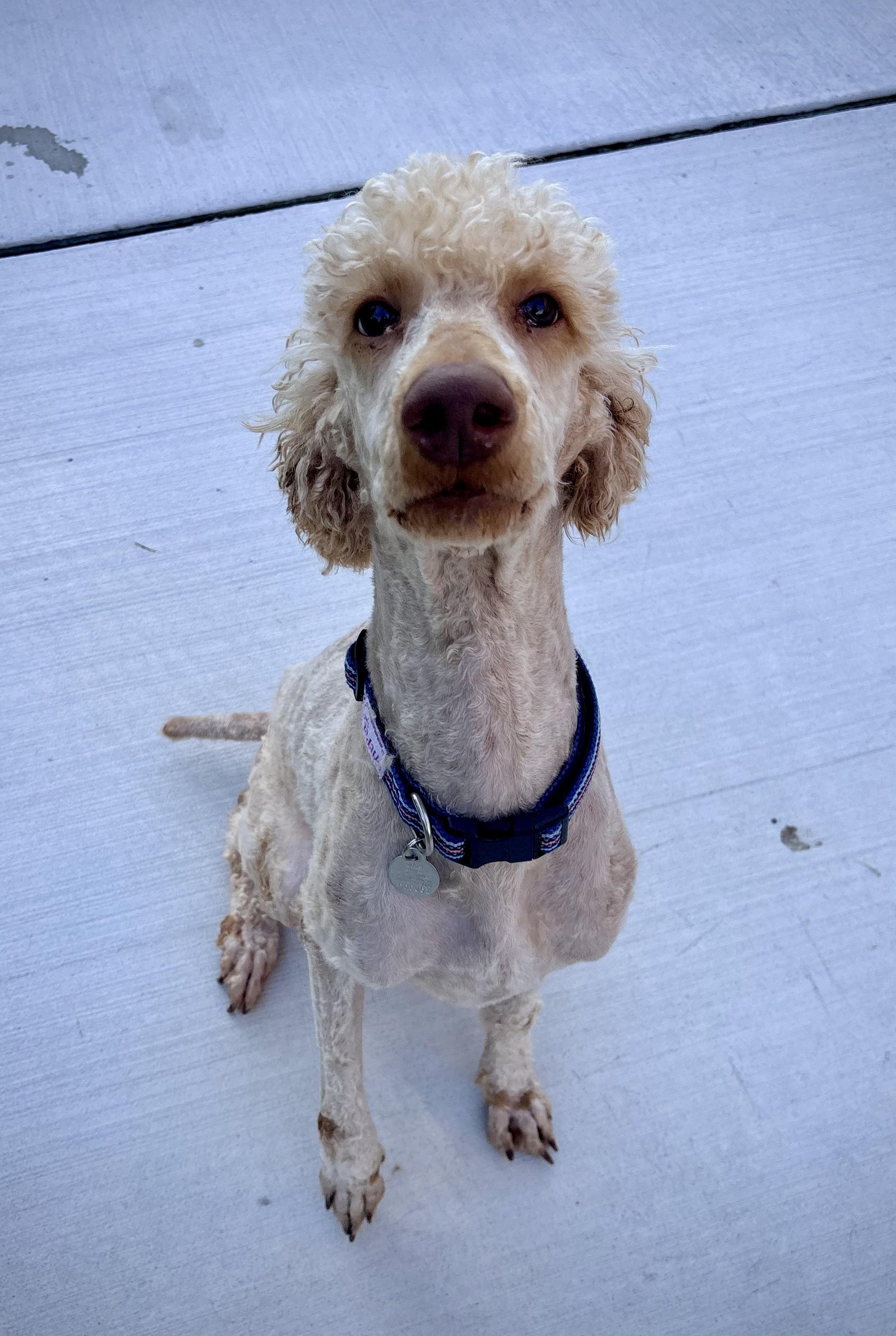 Standard Poodles for Adoption in Middleville, Michigan | Petfinder