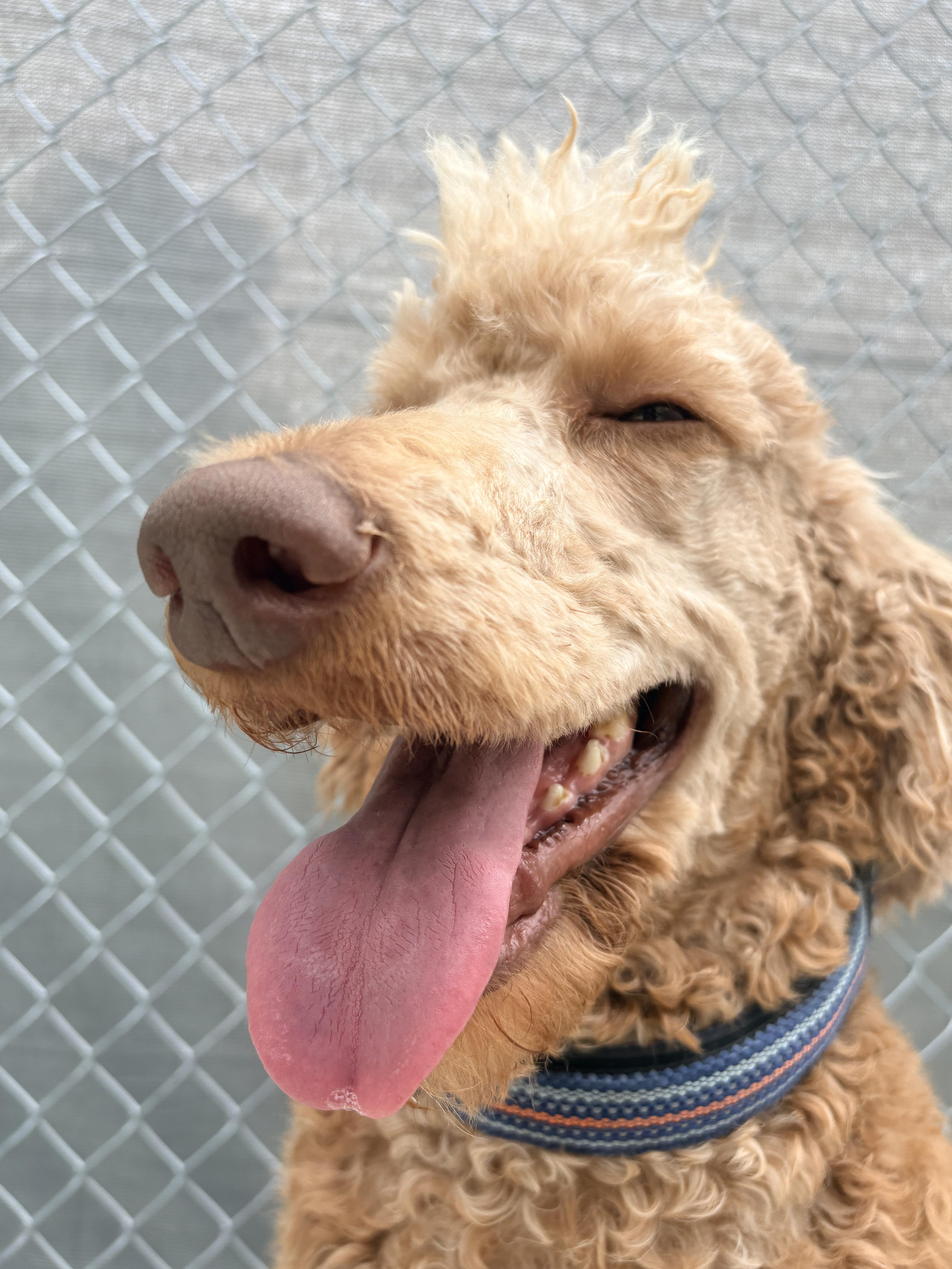 Enlarge Luther, a Adoptable mixed breed in Kalamazoo, MI image 2/6
