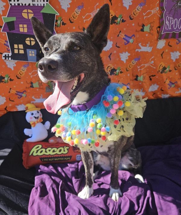 Puffin, Adoptable, Adult Female German Shepherd Dog & Siberian Husky.