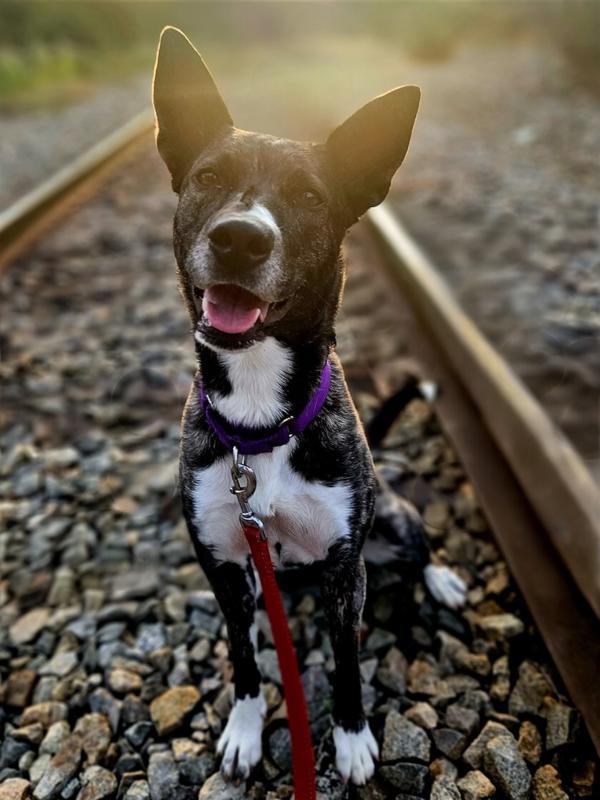 Puffin, a Adoptable mixed breed in Oakland, NJ image 2/6