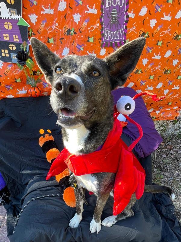Puffin, a Adoptable mixed breed in Oakland, NJ image 3/6