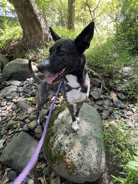 Puffin, a Adoptable mixed breed in Oakland, NJ image 4/6