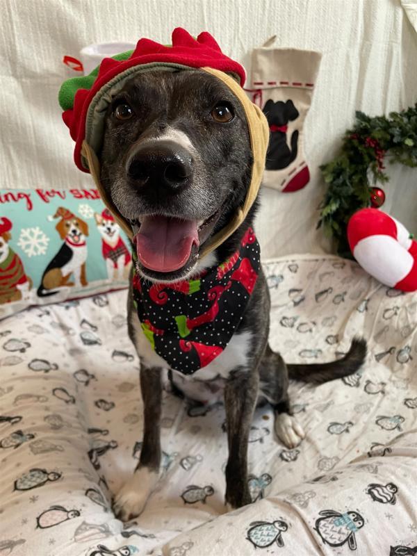 Puffin, a Adoptable mixed breed in Oakland, NJ image 5/6