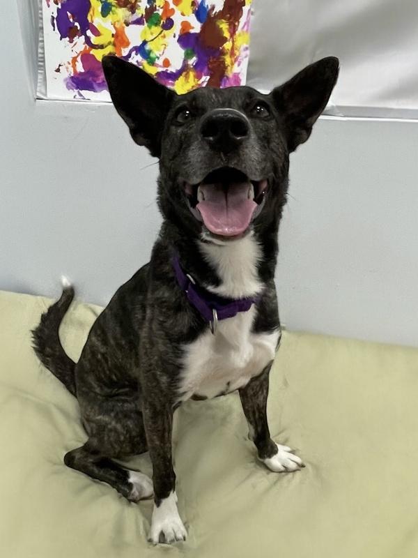 Puffin, a Adoptable mixed breed in Oakland, NJ image 6/6