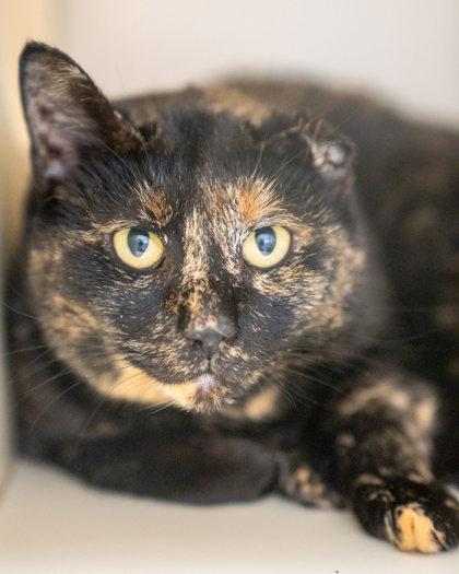 Roo Roo, Adoptable, Adult Female Domestic Short Hair & Domestic Short Hair.