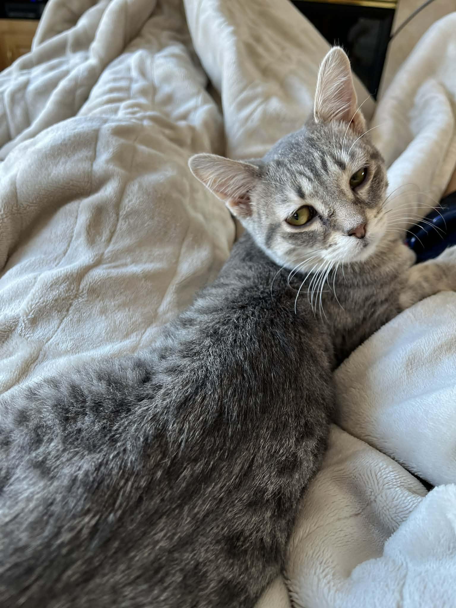 Priscilla C4775, Adoptable, Young Female Domestic Short Hair.