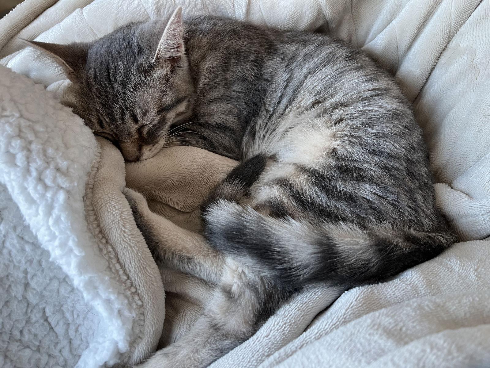 Enlarge Priscilla C4775, a Adoptable Domestic Short Hair in minneapolis, MN image 2/2