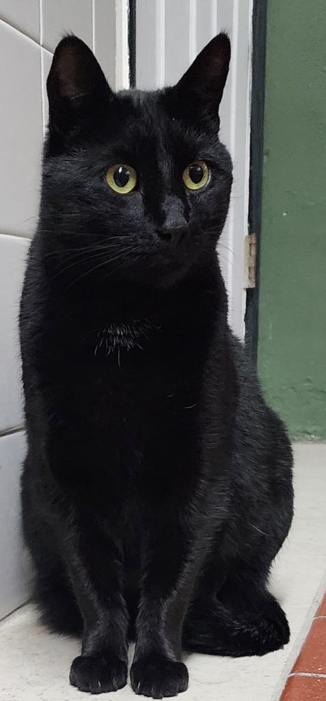 Finn, Adoptable, Adult Male Domestic Short Hair.