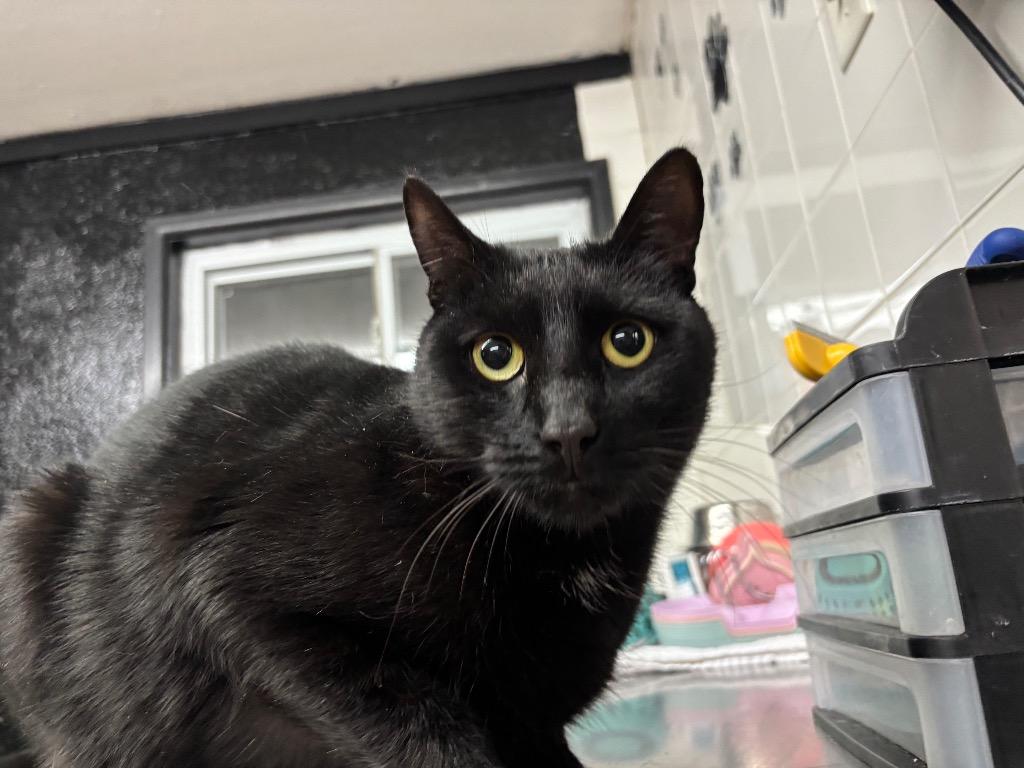 Enlarge Finn, a Adoptable mixed breed in Port Jervis, NY image 2/5