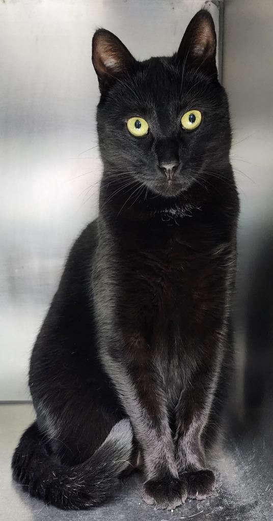 Finn, Adoptable, Adult Male Domestic Short Hair.