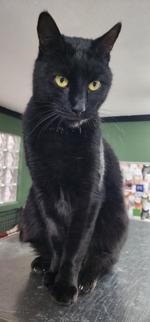 Enlarge Finn, a Adoptable mixed breed in Port Jervis, NY image 5/5