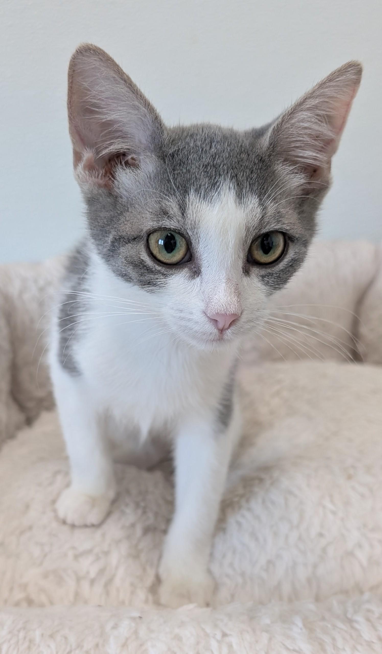 Enlarge Ember, a Adoptable Domestic Short Hair in New Ulm, MN image 1/1
