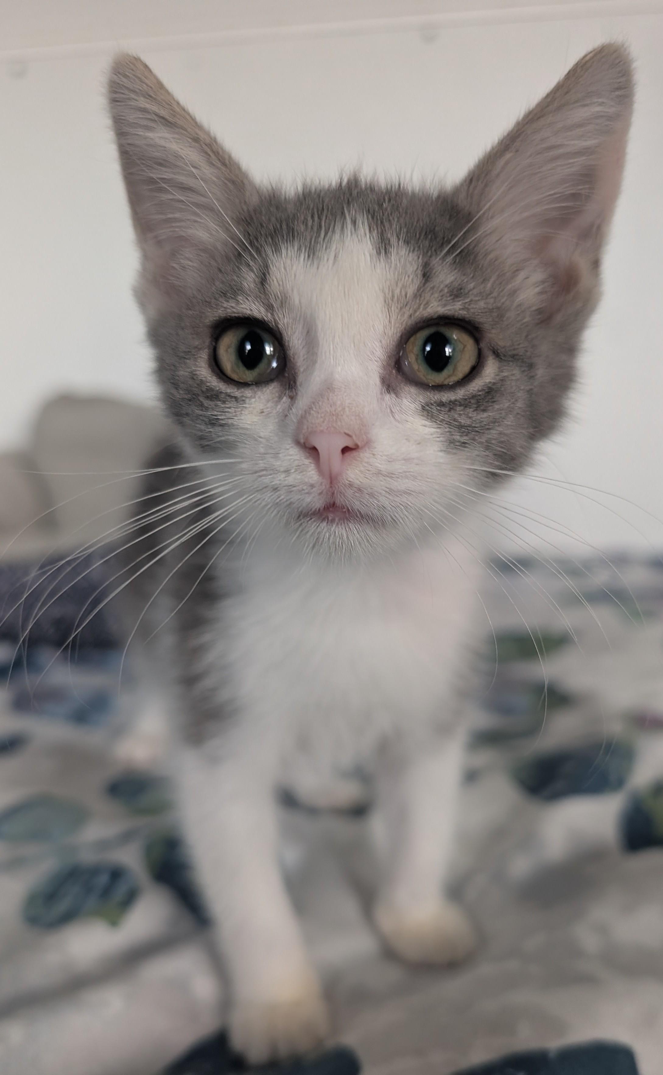 Ember, adoptable, Young Female Domestic Short Hair.