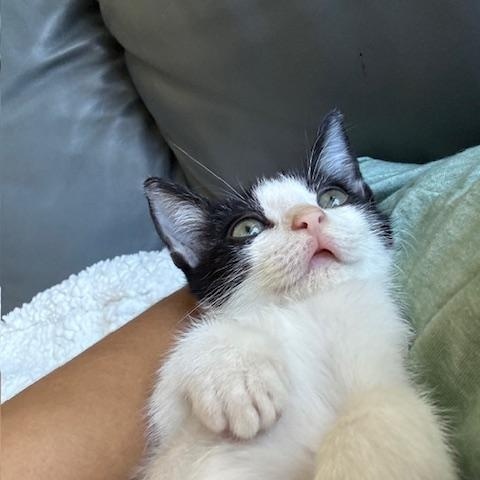 Oliver (Ollie), Adoptable, Kitten Male Domestic Short Hair.