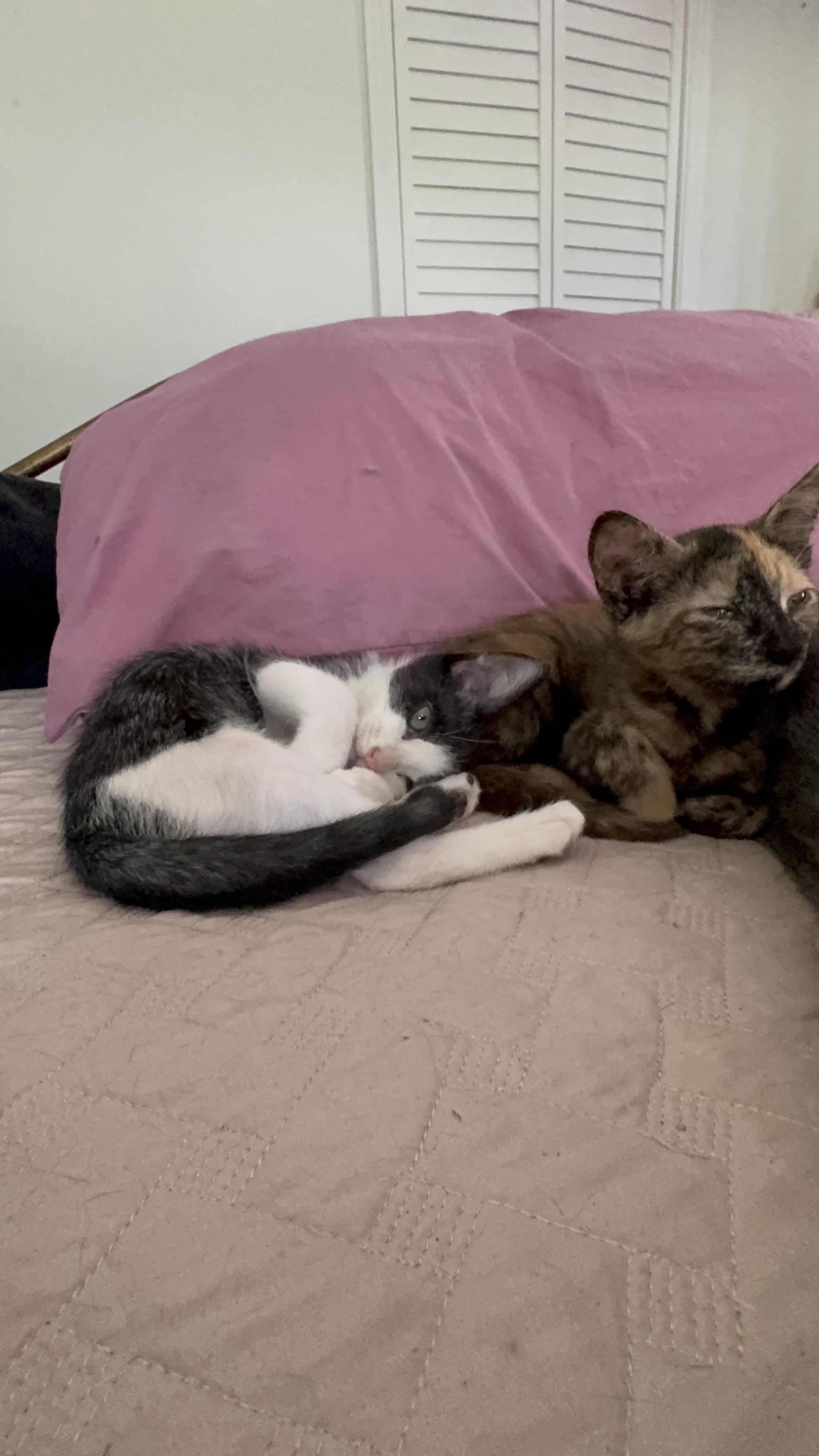 Oliver (Ollie), a Adoptable Domestic Short Hair in largo, FL image 2/5