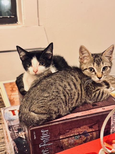 Oliver (Ollie), a Adoptable Domestic Short Hair in largo, FL image 3/5