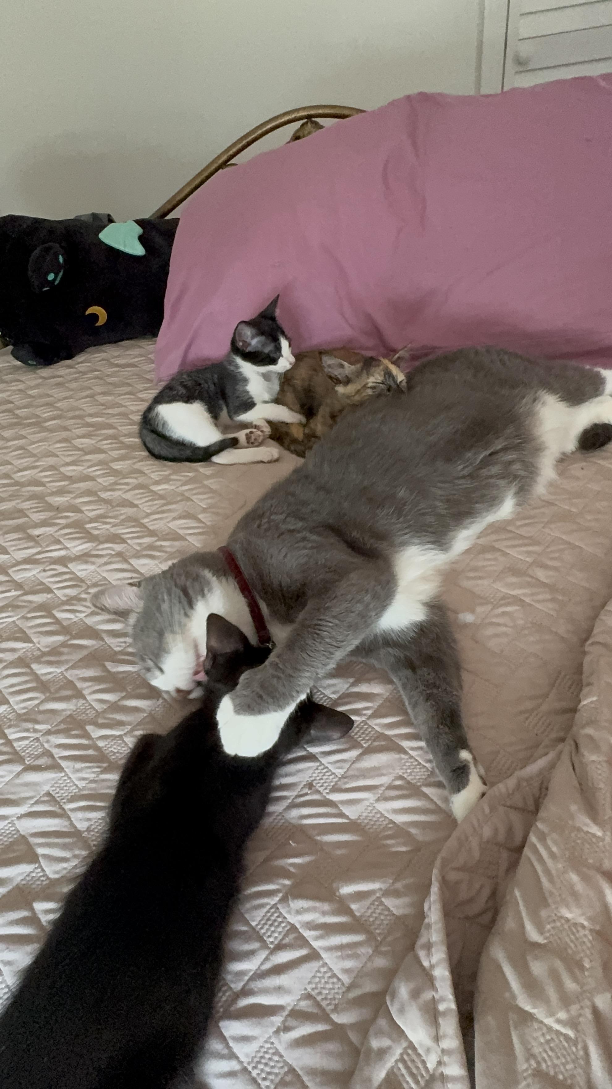 Oliver (Ollie), a Adoptable Domestic Short Hair in largo, FL image 4/5