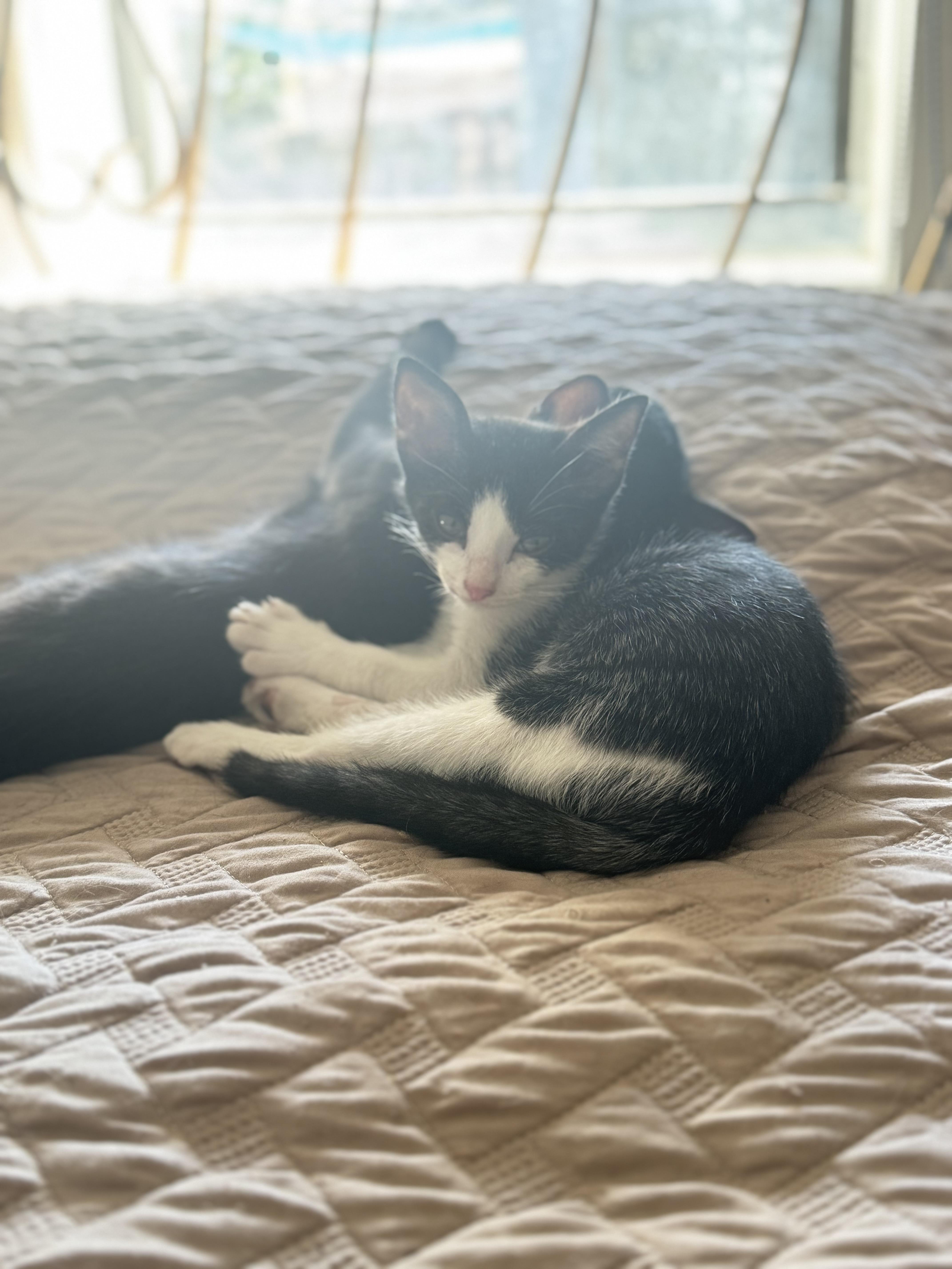 Oliver (Ollie), a Adoptable Domestic Short Hair in largo, FL image 5/5