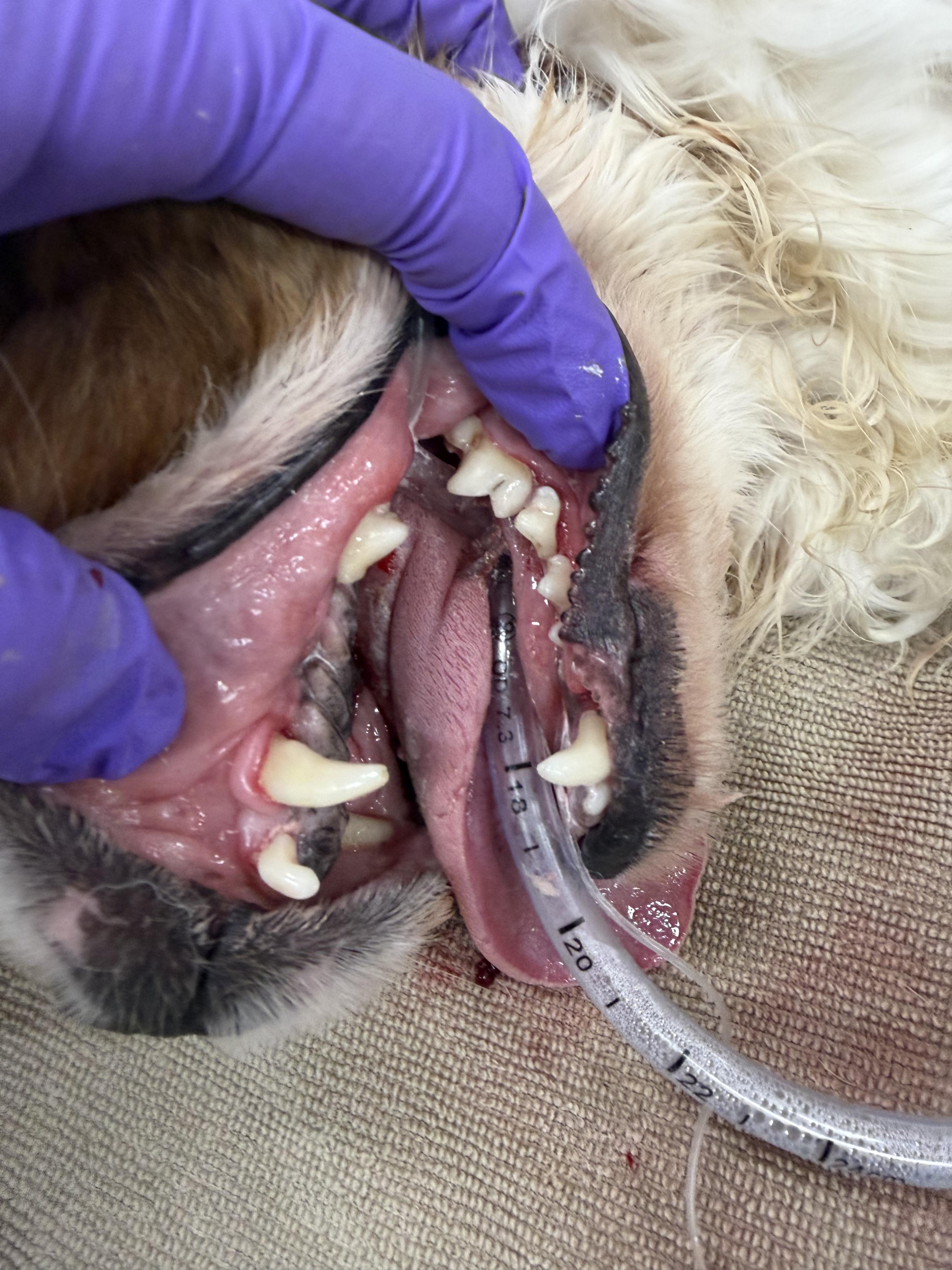 Enlarge Harvey, an adopted Cavalier King Charles Spaniel in Woodlawn, TN image 3/4