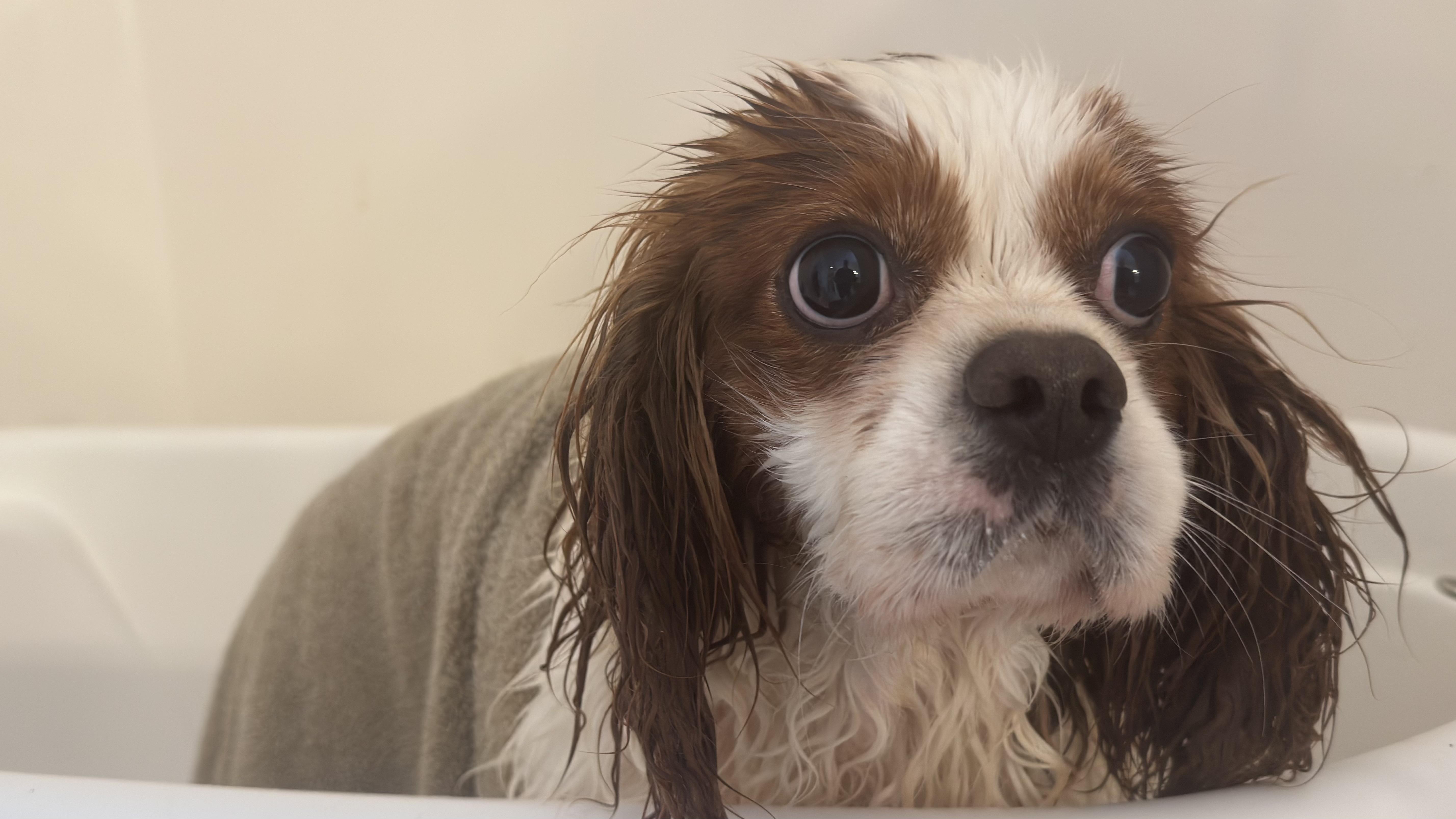 Harvey, adoptable, Adult Male Cavalier King Charles Spaniel.