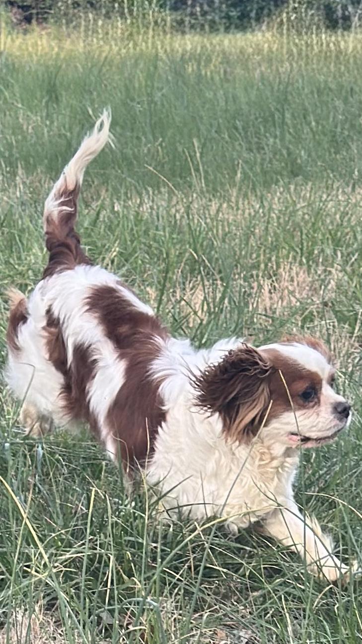 Enlarge Harvey, an adopted Cavalier King Charles Spaniel in Woodlawn, TN image 4/4