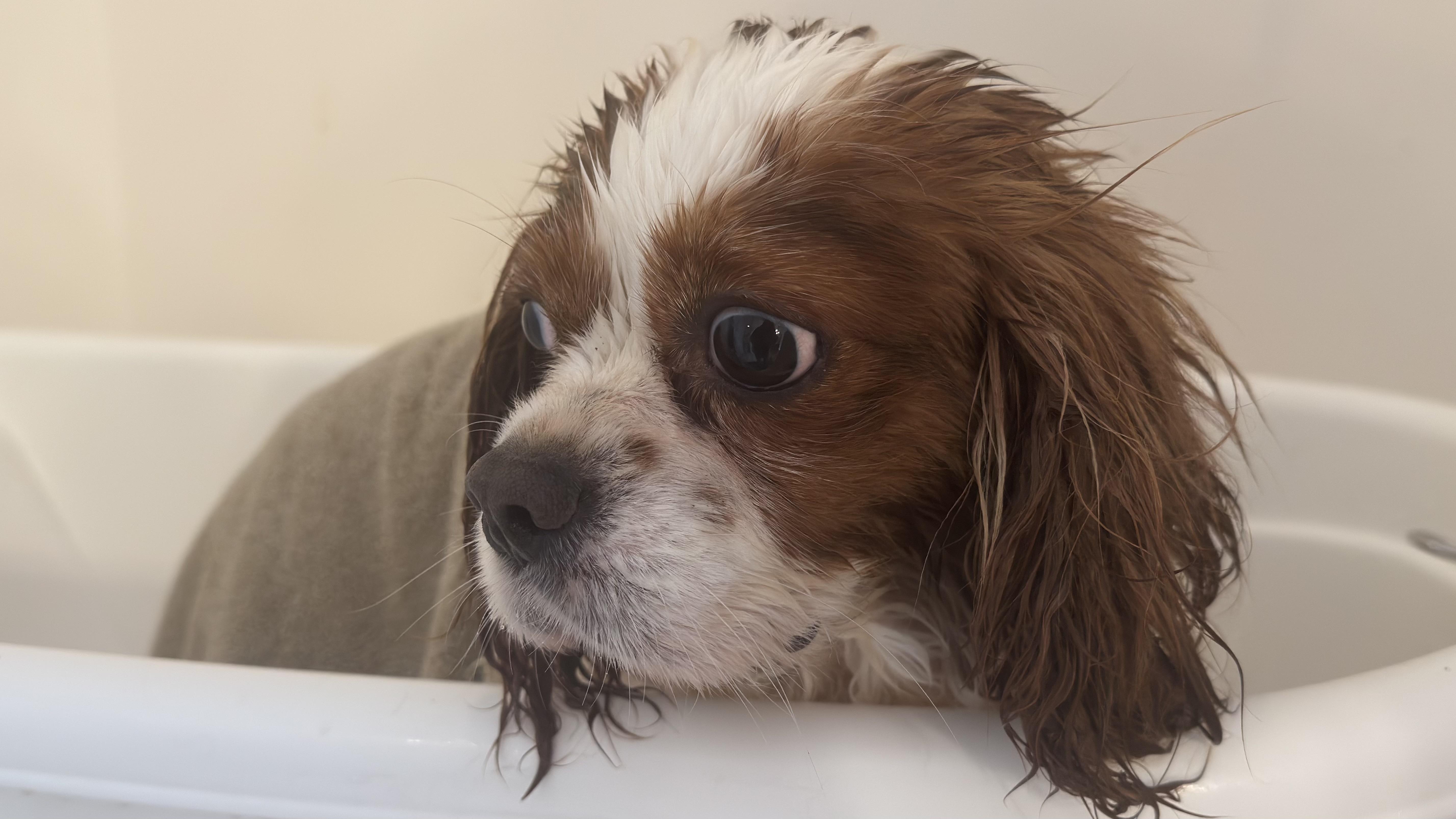 Harvey, an adoptable Cavalier King Charles Spaniel in Woodlawn, TN image 2/2