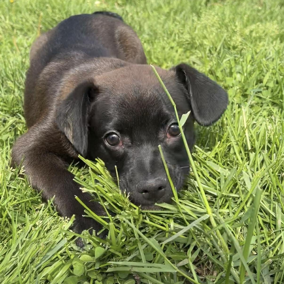 Bermuda, an adoptable mixed breed in Valparaiso, IN image 3/3