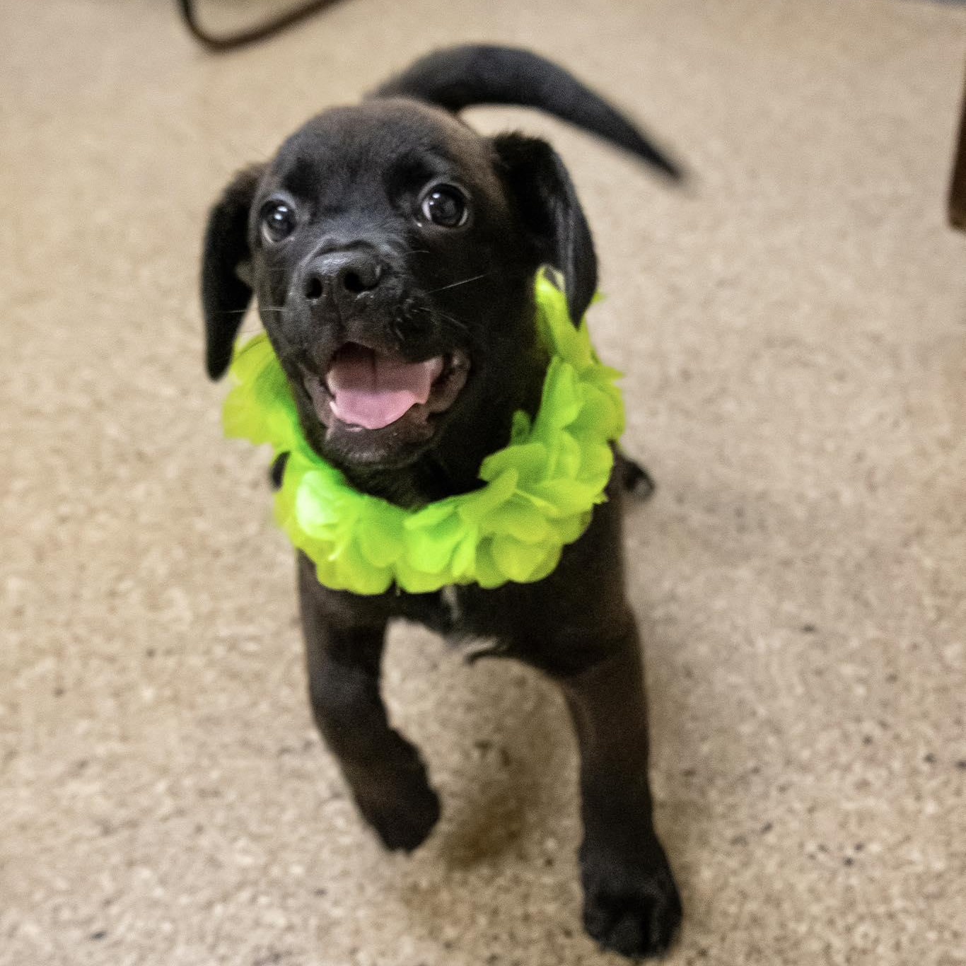 Bermuda, ADOPTABLE, Puppy Male Labrador Retriever & Beagle.
